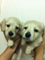 貪吃的小胖子奶油長毛臘腸_圖片(1)