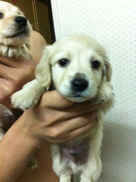 貪吃的小胖子奶油長毛臘腸 - 20130311182151_997357352.jpg(圖)