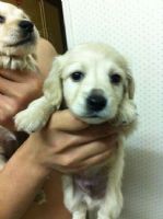 貪吃的小胖子奶油長毛臘腸_圖片(2)