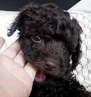 藍眼睛★巧克力貴賓★_圖片(1)