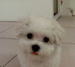迷你小瑪爾 - 20130314212724_267703035.jpg(圖)