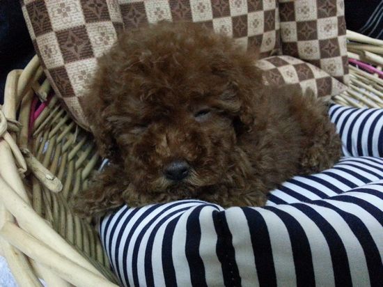 泰迪熊熊 紅貴賓 - 20130409194447_507934864.jpg(圖)