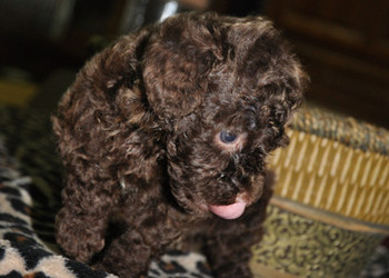 << 巧克力貴賓認養 >> - 20130415163425_14906350.jpg(圖)