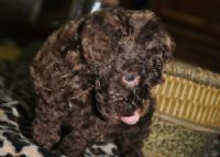 << 巧克力貴賓認養 >>_圖片(1)