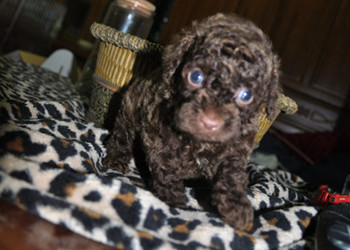 << 巧克力貴賓認養 >> - 20130415163425_14917815.jpg(圖)