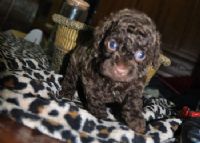 << 巧克力貴賓認養 >>_圖片(2)