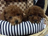 ☆泰迪熊熊，紅貴賓★_圖片(1)