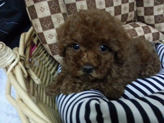 ☆泰迪熊熊，紅貴賓★ - 20130414194120_939729448.jpg(圖)