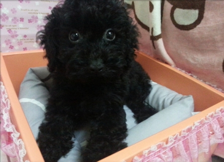 * 2 個月 * 黑嚕嚕貴賓ˇ - 20130415163415_14896739.jpg(圖)