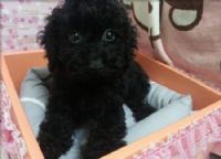 * 2 個月 * 黑嚕嚕貴賓ˇ_圖片(1)