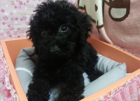 * 2 個月 * 黑嚕嚕貴賓ˇ - 20130415163415_14903189.jpg(圖)