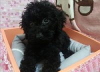 * 2 個月 * 黑嚕嚕貴賓ˇ_圖片(2)