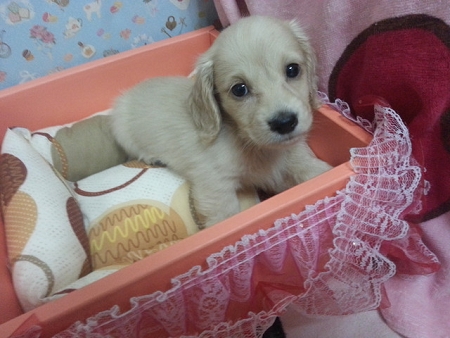 ♥♥♥ 奶油長毛臘腸Baby ♥♥♥  - 20130418232629_298867441.jpg(圖)