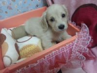 ♥♥♥ 奶油長毛臘腸Baby ♥♥♥ _圖片(1)