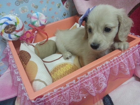 ♥♥♥ 奶油長毛臘腸Baby ♥♥♥  - 20130418232629_298875741.jpg(圖)