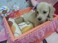 ♥♥♥ 奶油長毛臘腸Baby ♥♥♥ _圖片(2)
