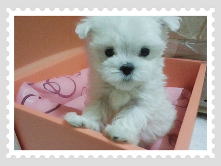 Cute☆ 古錐小瑪爾 ☆  - 20130418232810_298925702.jpg(圖)