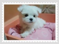 Cute☆ 古錐小瑪爾 ☆ _圖片(2)