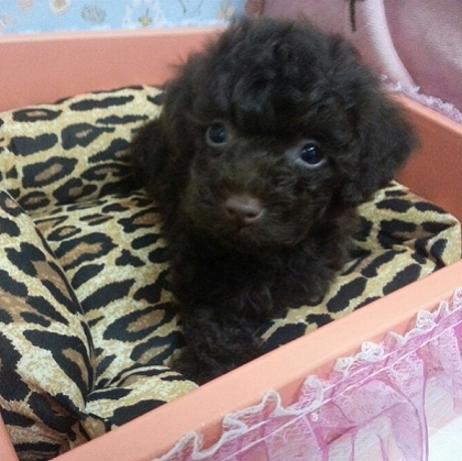 甜心ˇ巧克力貴賓BabY.. - 20130418232859_299013732.jpg(圖)