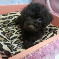 甜心ˇ巧克力貴賓BabY.._圖片(1)