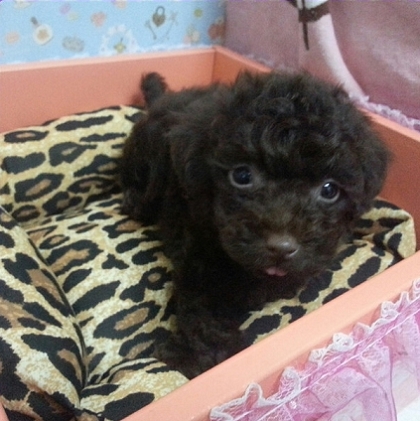 甜心ˇ巧克力貴賓BabY.. - 20130418232859_299018392.jpg(圖)