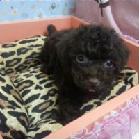 甜心ˇ巧克力貴賓BabY.._圖片(2)