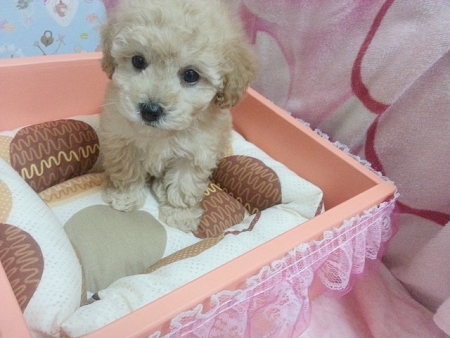 古錐甜美＊奶油貴賓Baby  - 20130418233105_299112312.jpg(圖)
