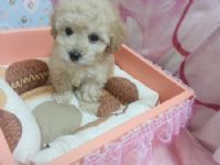 古錐甜美＊奶油貴賓Baby _圖片(1)