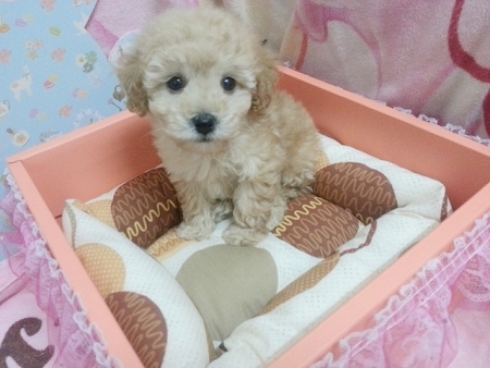 古錐甜美＊奶油貴賓Baby  - 20130418233105_299131682.jpg(圖)