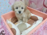 古錐甜美＊奶油貴賓Baby _圖片(2)