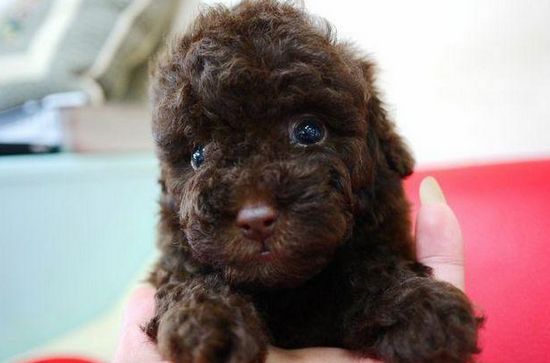 ★泰迪熊熊各色貴賓★ - 20130416202009_237686510.jpg(圖)