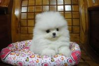 松鼠博美~★_圖片(1)