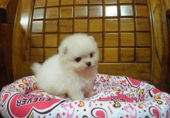 松鼠博美~★ - 20130427005045_995113323.jpg(圖)