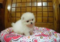 松鼠博美~★_圖片(2)