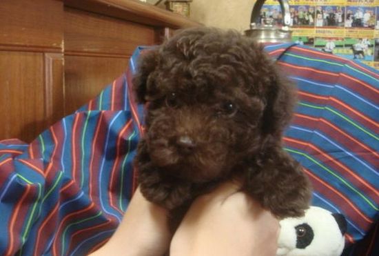 巧克力貴賓幼幼 - 20130427005143_995152271.jpg(圖)