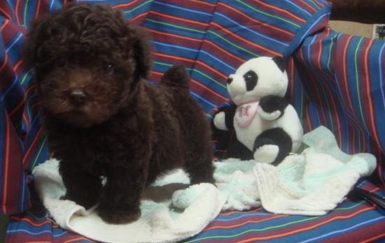 巧克力貴賓幼幼 - 20130427005143_995155001.jpg(圖)