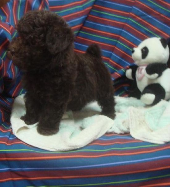 巧克力貴賓幼幼 - 20130427005143_995157825.jpg(圖)