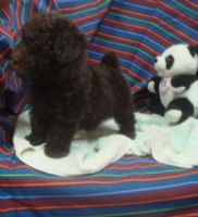 巧克力貴賓幼幼_圖片(3)