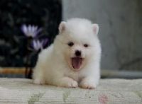 松鼠博美~~＊＊＊_圖片(3)