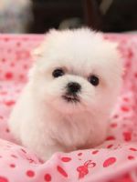 甜美電眼小瑪爾_圖片(1)