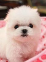 甜美電眼小瑪爾_圖片(2)