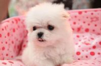 甜美電眼小瑪爾_圖片(3)