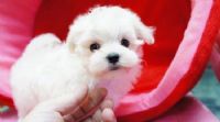 小瑪爾濟斯_圖片(1)