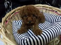 日系泰迪紅貴賓～＠＠＠＠＠＠＠＠＠＠＠＠＠＠＠＠＠＠＠＠_圖片(1)