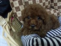 日系泰迪紅貴賓～＠＠＠＠＠＠＠＠＠＠＠＠＠＠＠＠＠＠＠＠_圖片(2)