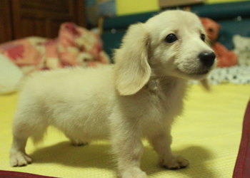 【 大頭Bebe長毛臘腸 】 - 20130419175204_365316471.jpg(圖)