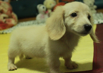 【 大頭Bebe長毛臘腸 】 - 20130419175204_365323879.jpg(圖)