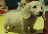 【 大頭Bebe長毛臘腸 】_圖片(2)