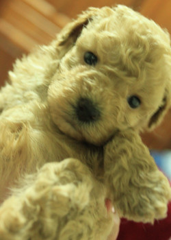 ♫〞淡奶油泰迪熊玩具貴賓 ♫〞 - 20130428022147_86994023.jpg(圖)