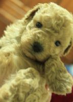 ♫〞淡奶油泰迪熊玩具貴賓 ♫〞_圖片(1)